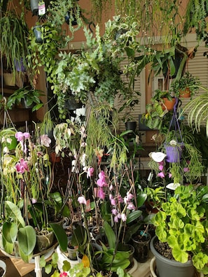 Explore a lush garden setting with a diverse selection of plants on display.
