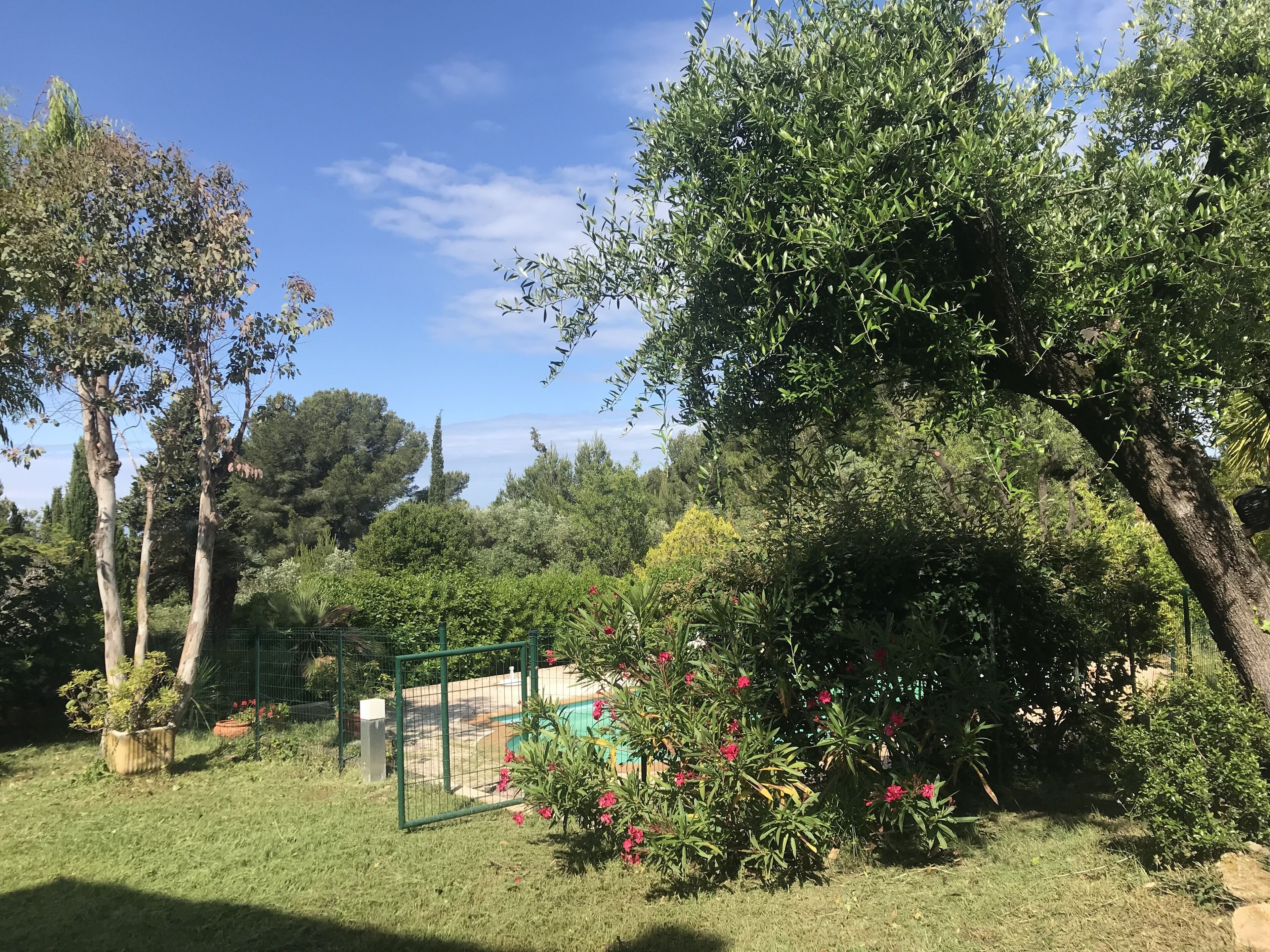 A garden with various trees, a fenced area, and a pool.