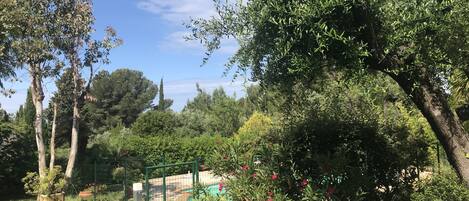 A garden with various trees, a fenced area, and a pool.