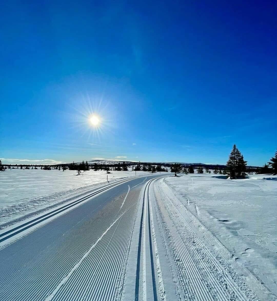 A snow-covered road with tire tracks leading towards a forested area under a clear blue sky.