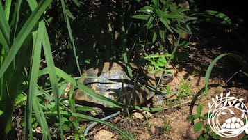 Eine Schildkröte in einer natürlichen Umgebung mit dichter Vegetation.