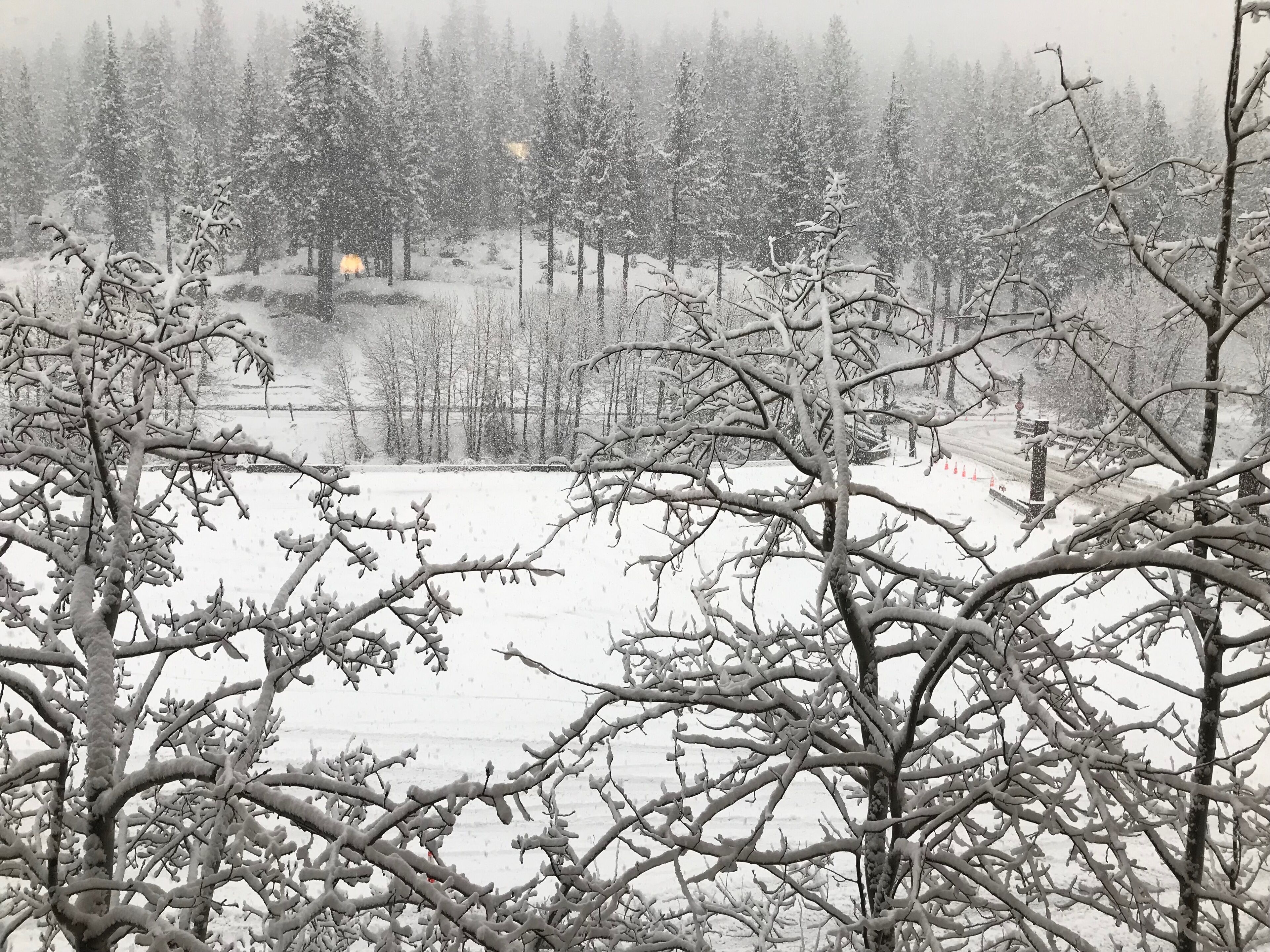 A snowy landscape with bare trees and a distant view of a building.