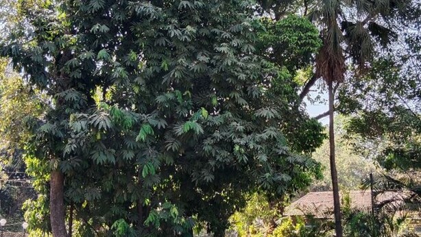 Uma árvore grande com folhagem densa em área ajardinada, com paredes de pedra e caminho pavimentado.