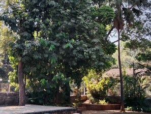 Un gran árbol de follaje denso en un área ajardinada con muros de piedra y un camino pavimentado.