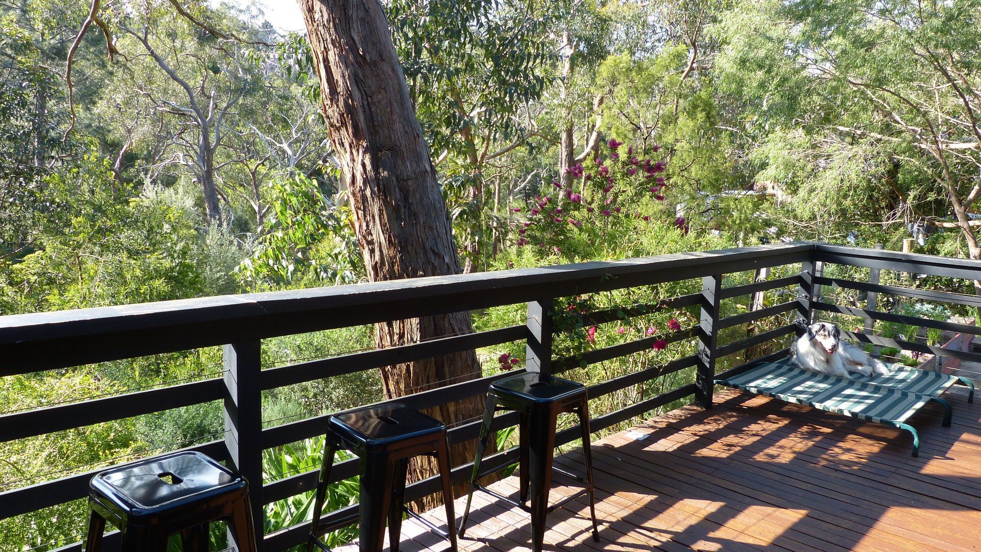 Ultra Dog Friendly Accommodation — image 7