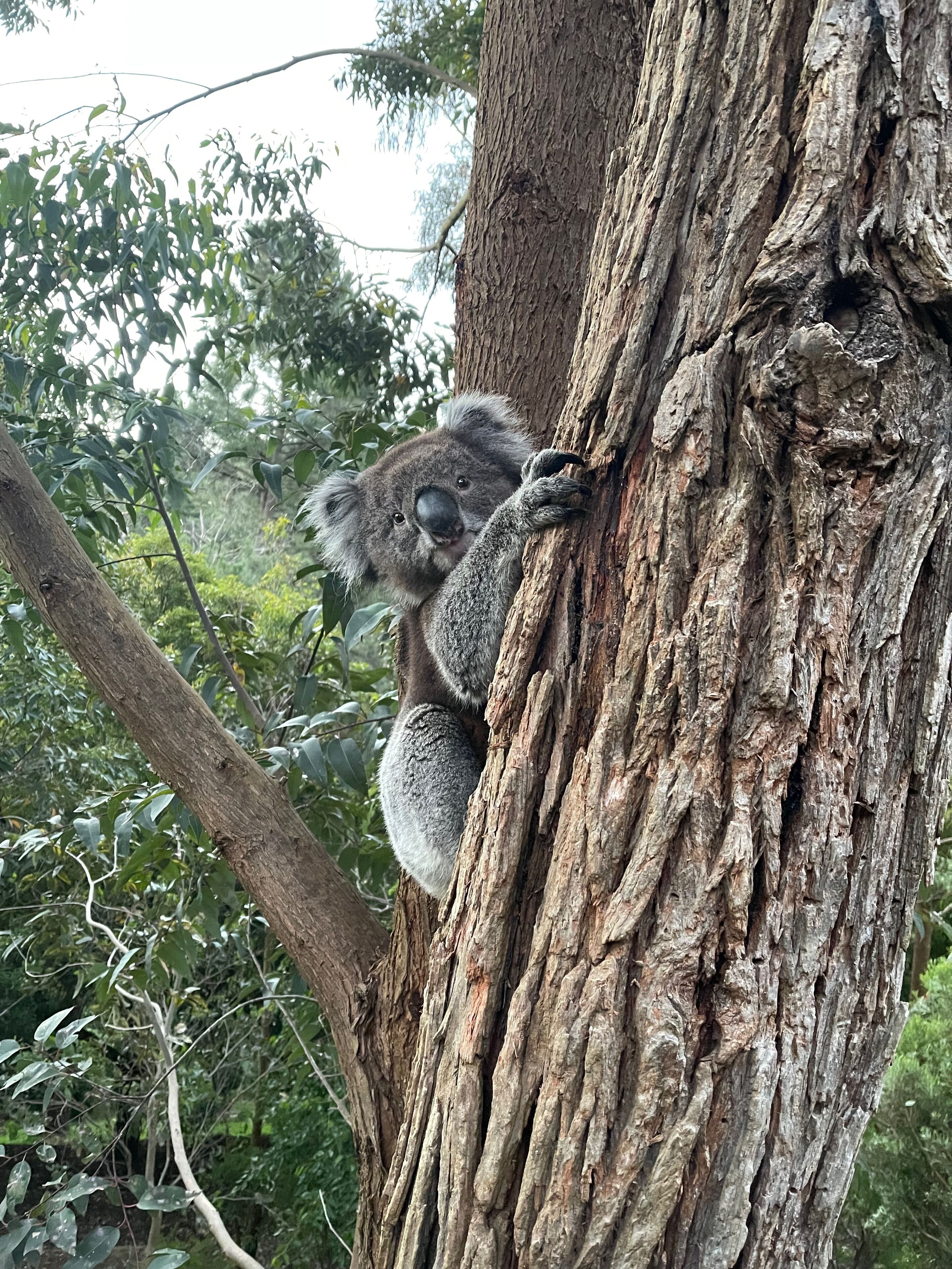 Ultra Dog Friendly Accommodation — image 27