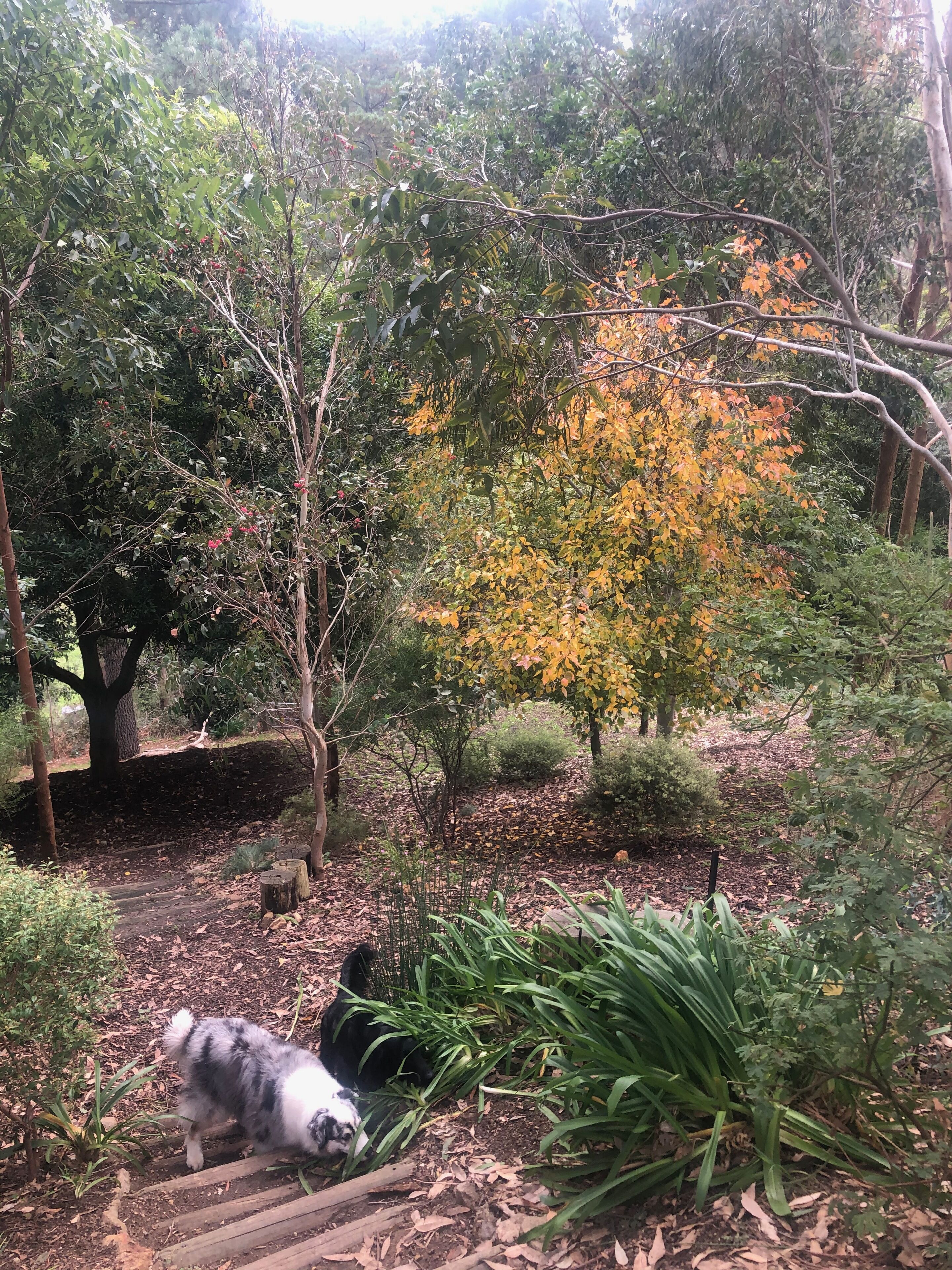 Ultra Dog Friendly Accommodation — image 25