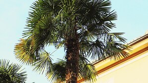 Un edificio con una palmera frente a él.