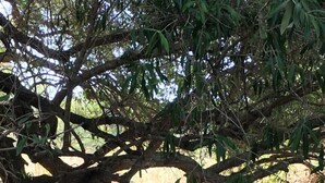 A stone wall and a tree with a clear sky in the background. - "DESSANAI"
Villa with private garden, 5 minutes from the beach (Porto Ottiolu Budoni)