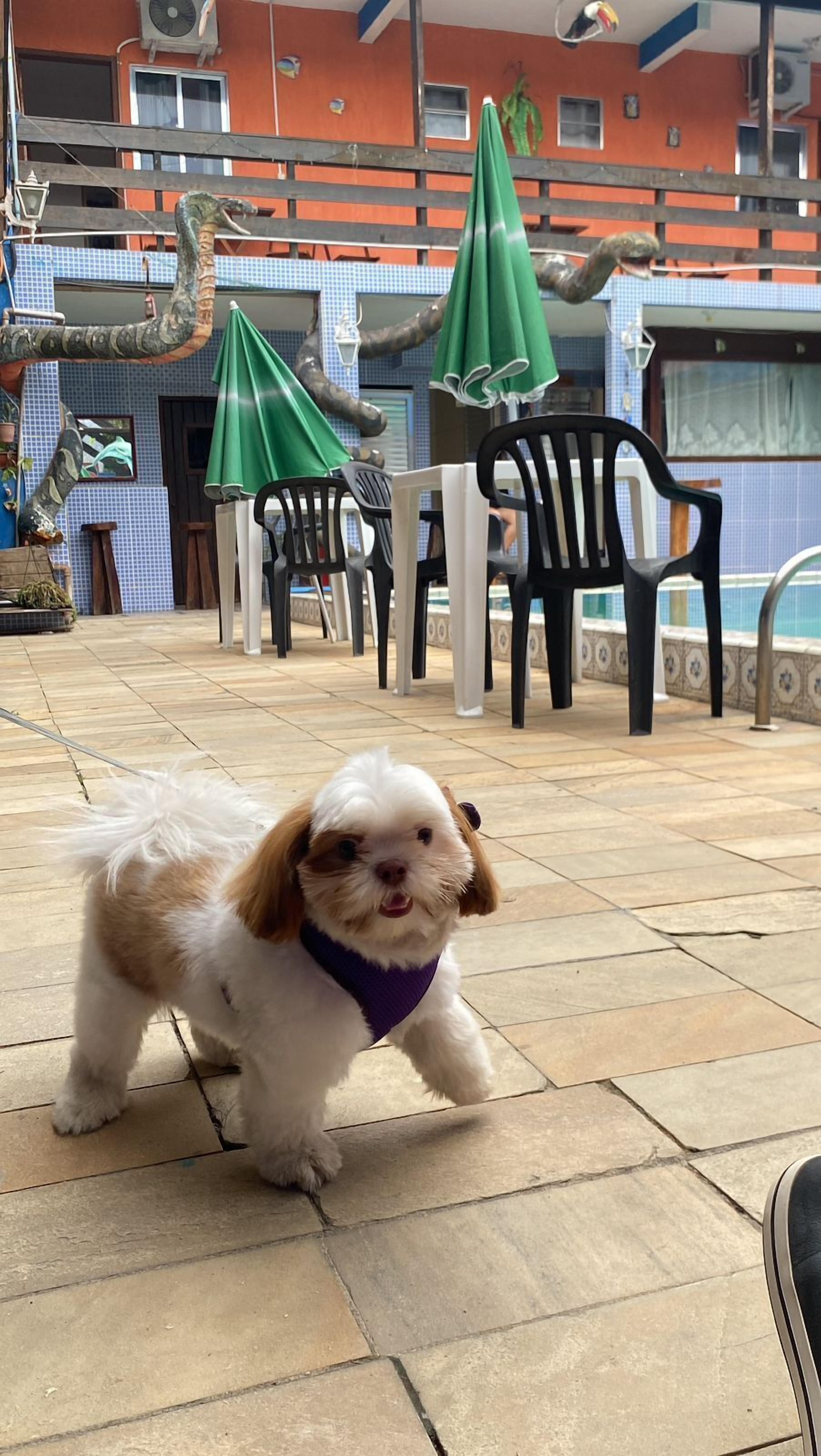 Huisdiervriendelijke voorzieningen