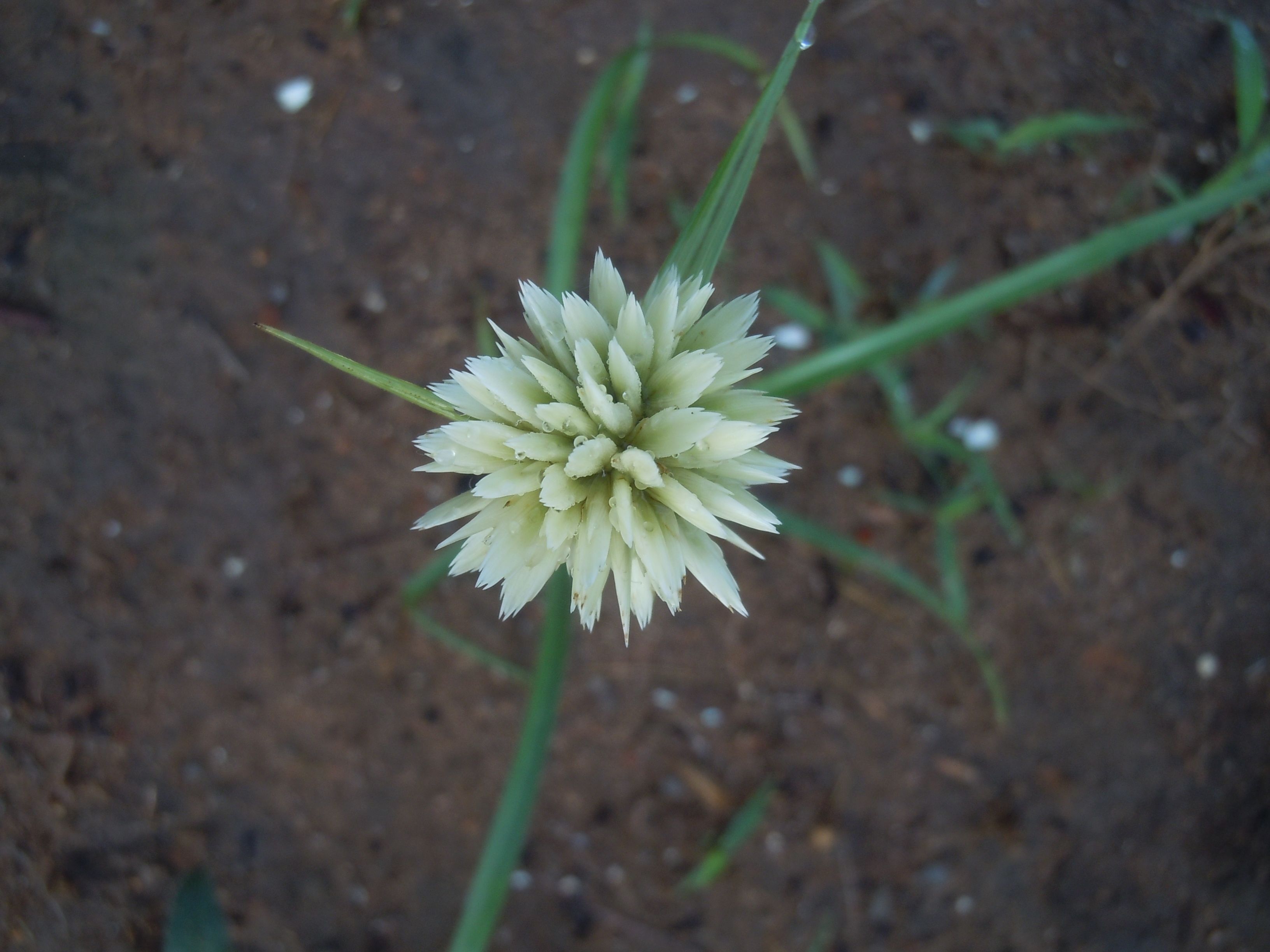Una flor blanca solitaria con un tallo verde sobre un fondo desenfocado.