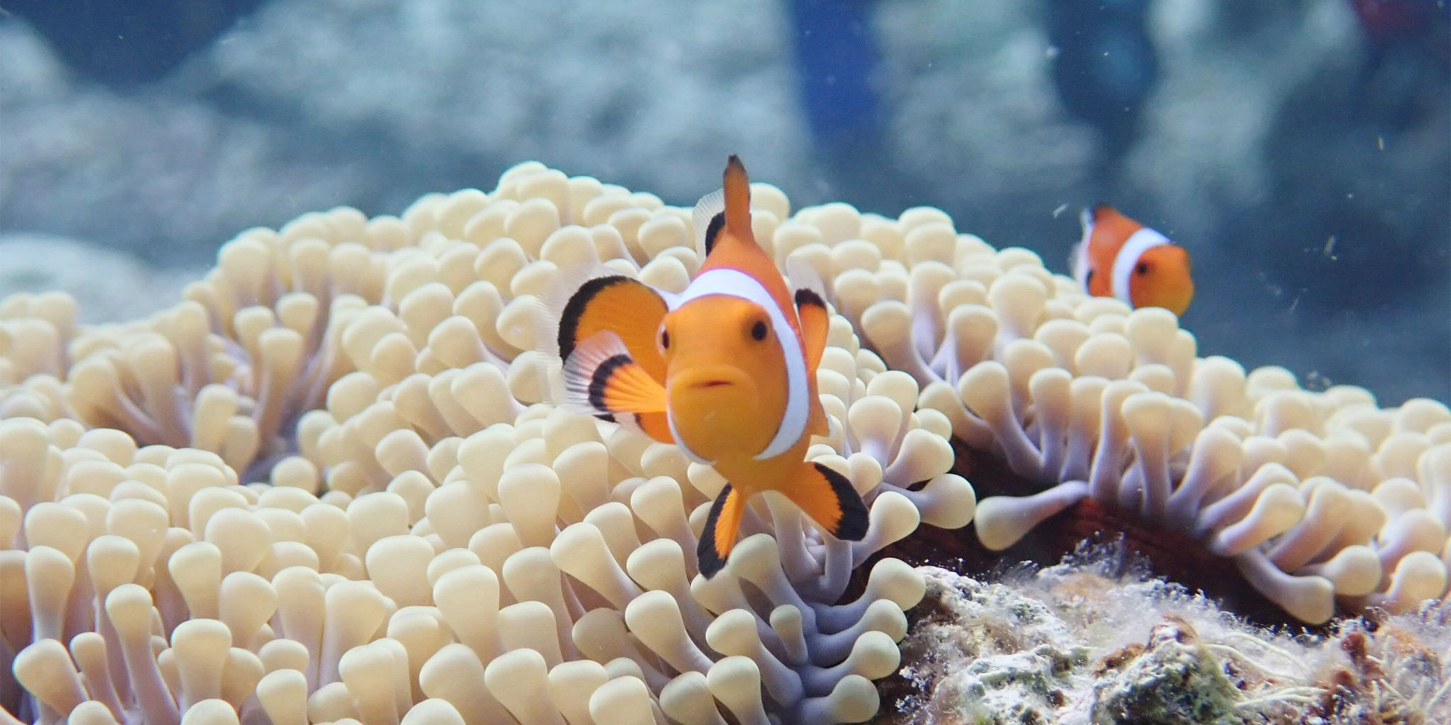 A clownfish swimming among anemone.