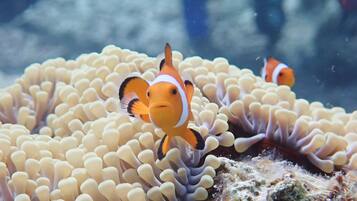 A clownfish swimming among anemone.