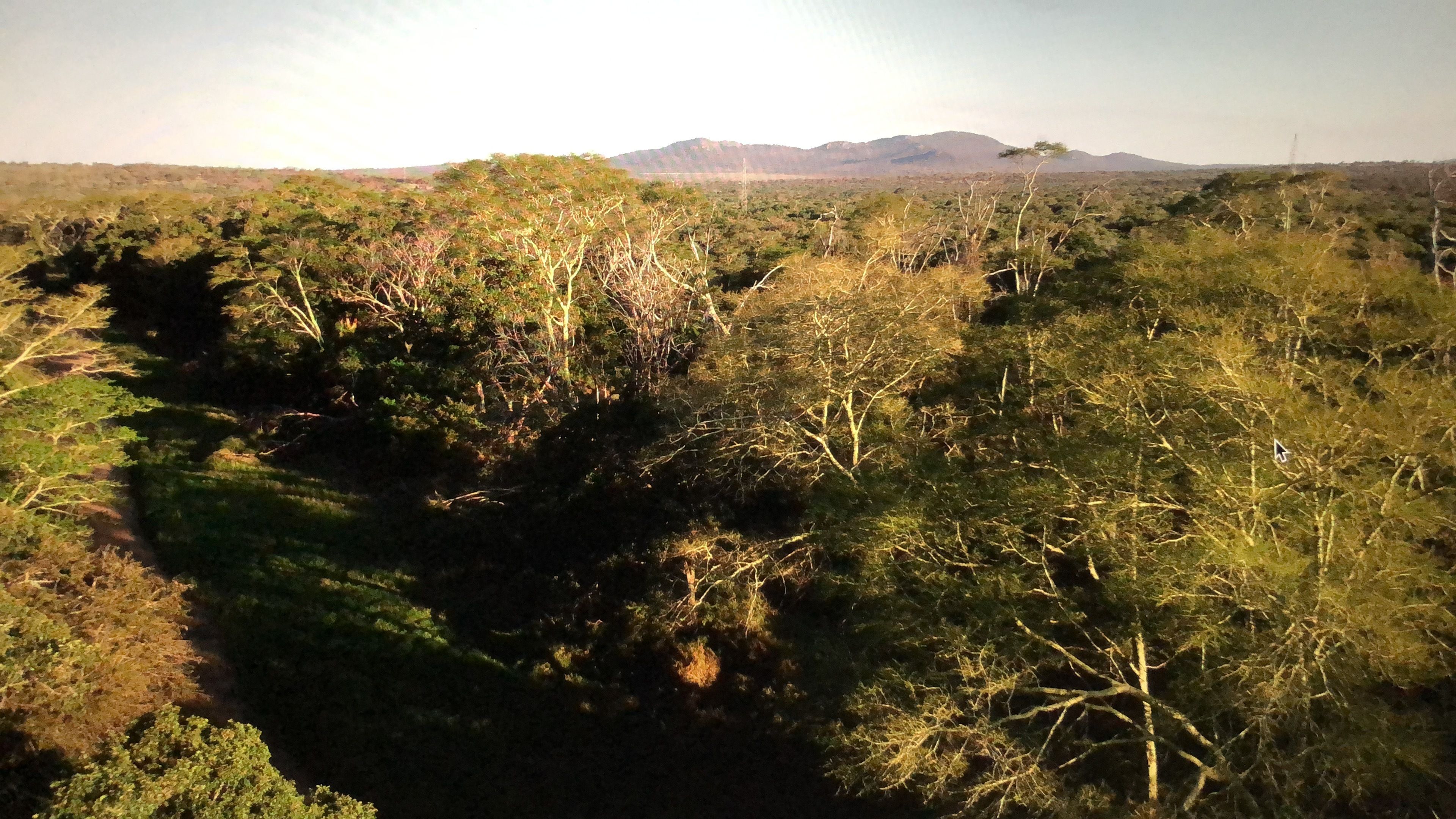 A natural landscape with dense vegetation and a mountain range in the distance.