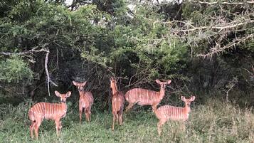 Un grupo de antílopes en un entorno natural, con vegetación densa y árboles al fondo.