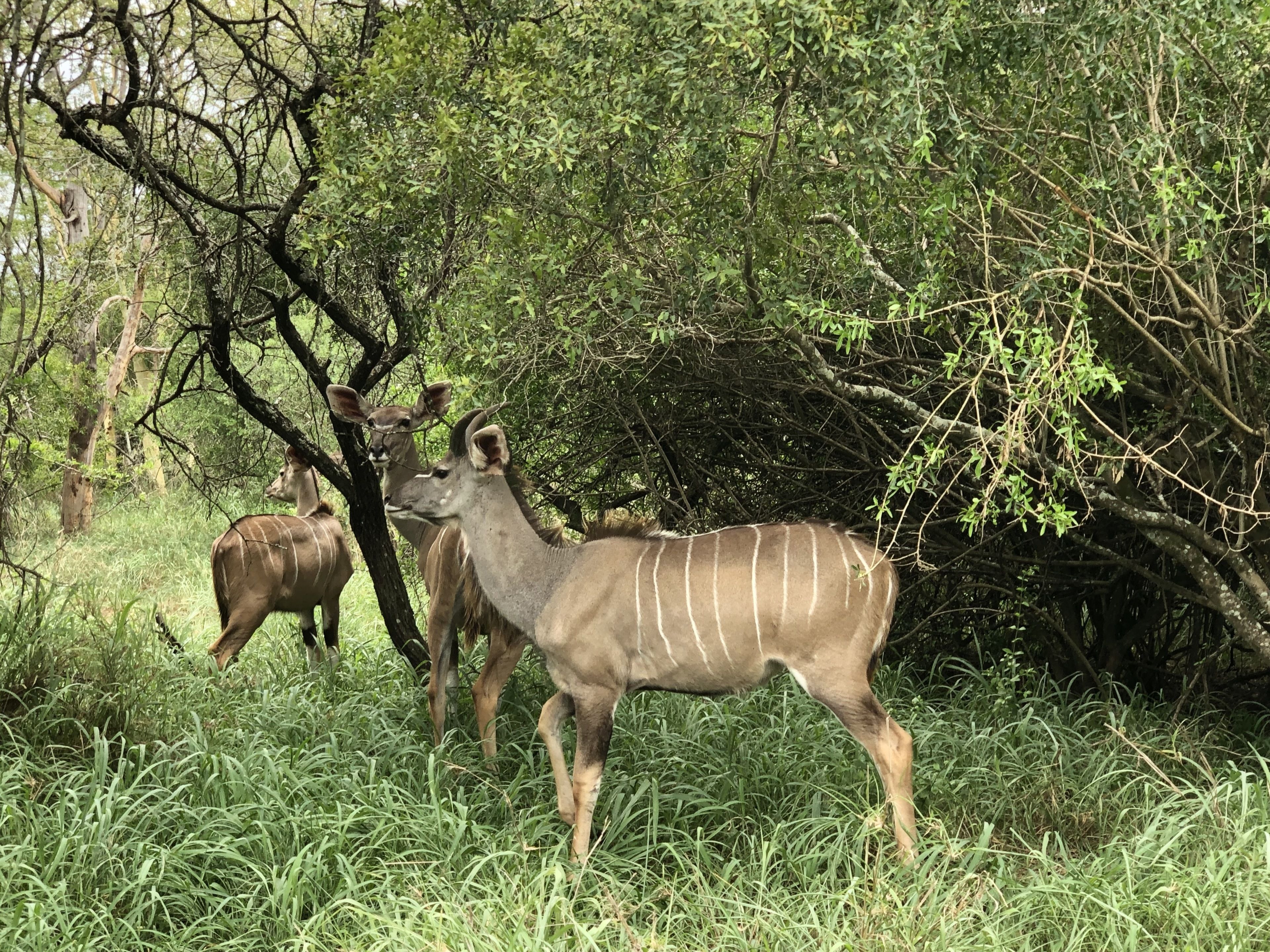 A group of antelopes in a natural setting with dense foliage and trees.