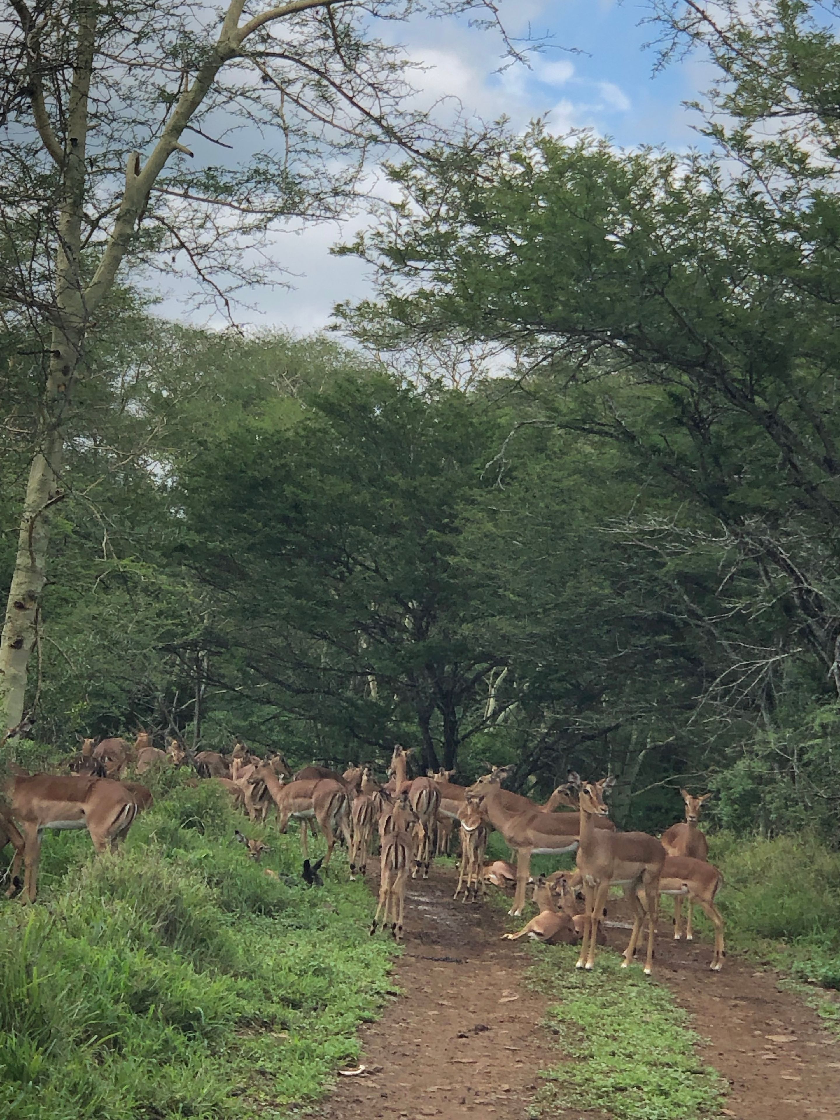 A group of deer in a natural setting with trees and a dirt path.