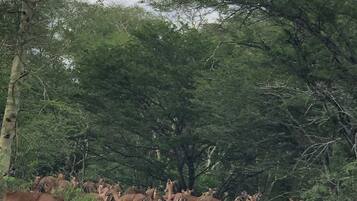 A group of deer in a natural setting with trees and a dirt path.