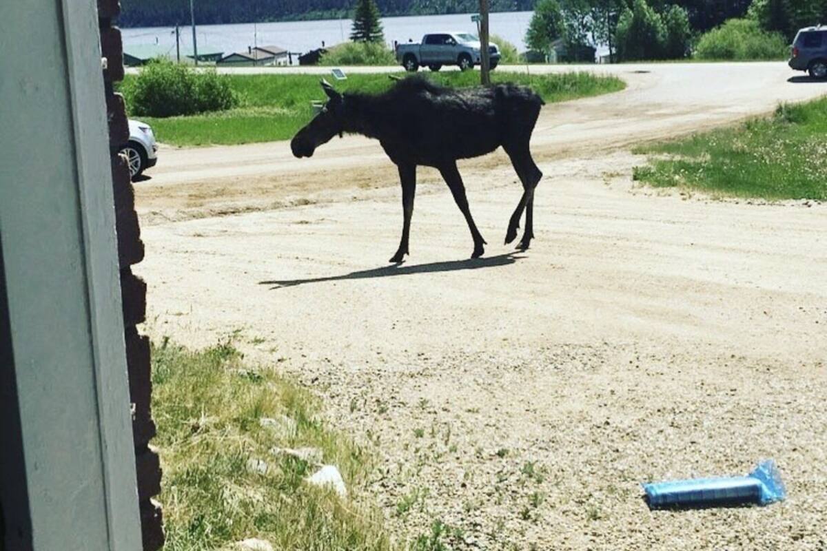 A moose on a dirt road with vehicles in the background.