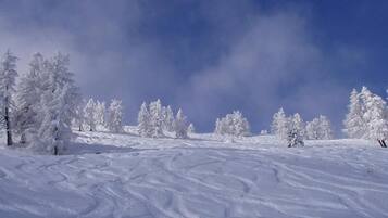 A snowy landscape with trees and a clear sky.