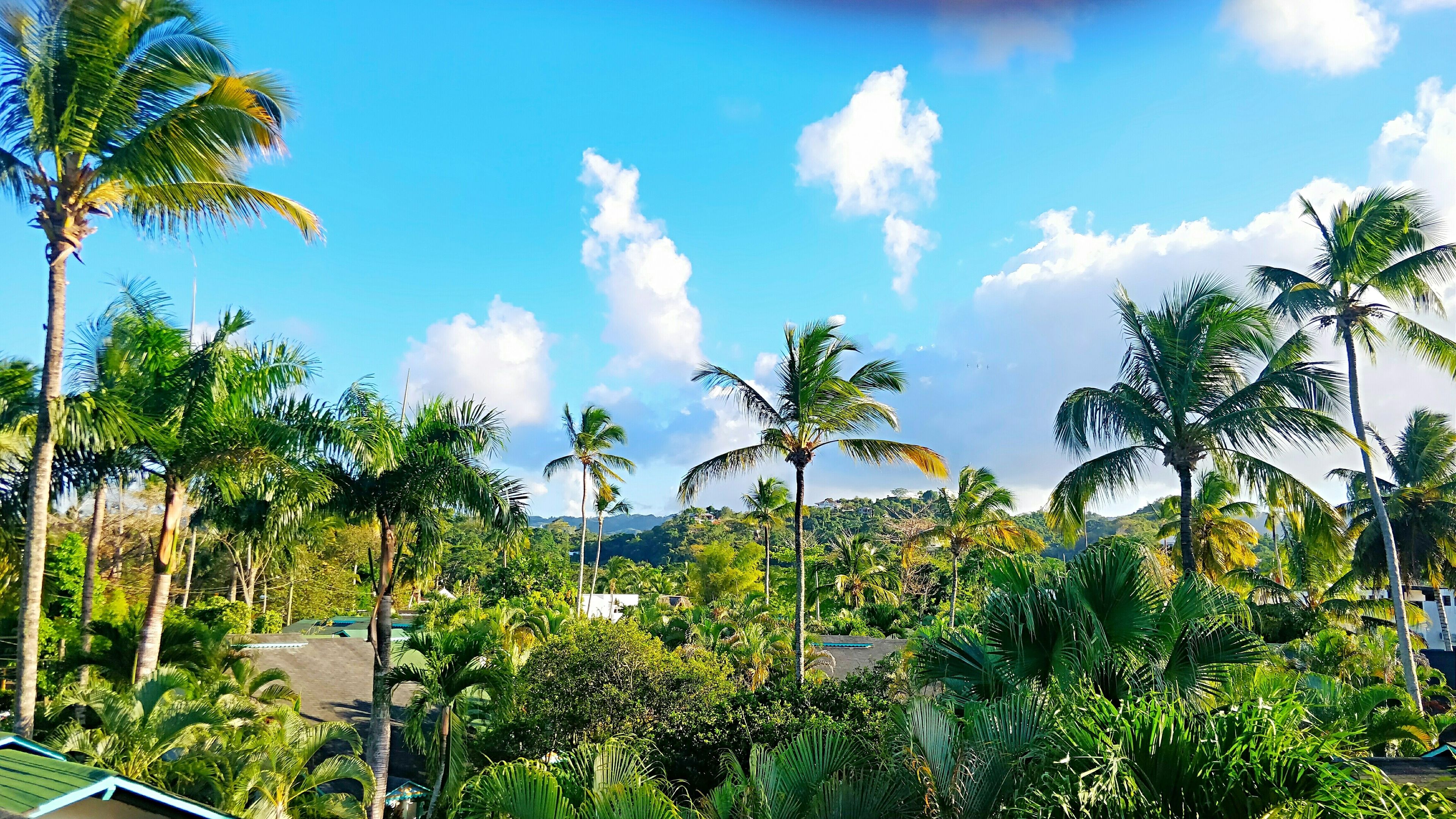 A tropical landscape with palm trees and a clear sky.
