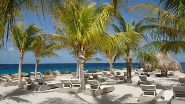 A beach with lounge chairs and palm trees, a clear blue sky, and the ocean in the background. - Bed & Bike Curacao - Jan Thiel (Jan Thiel)