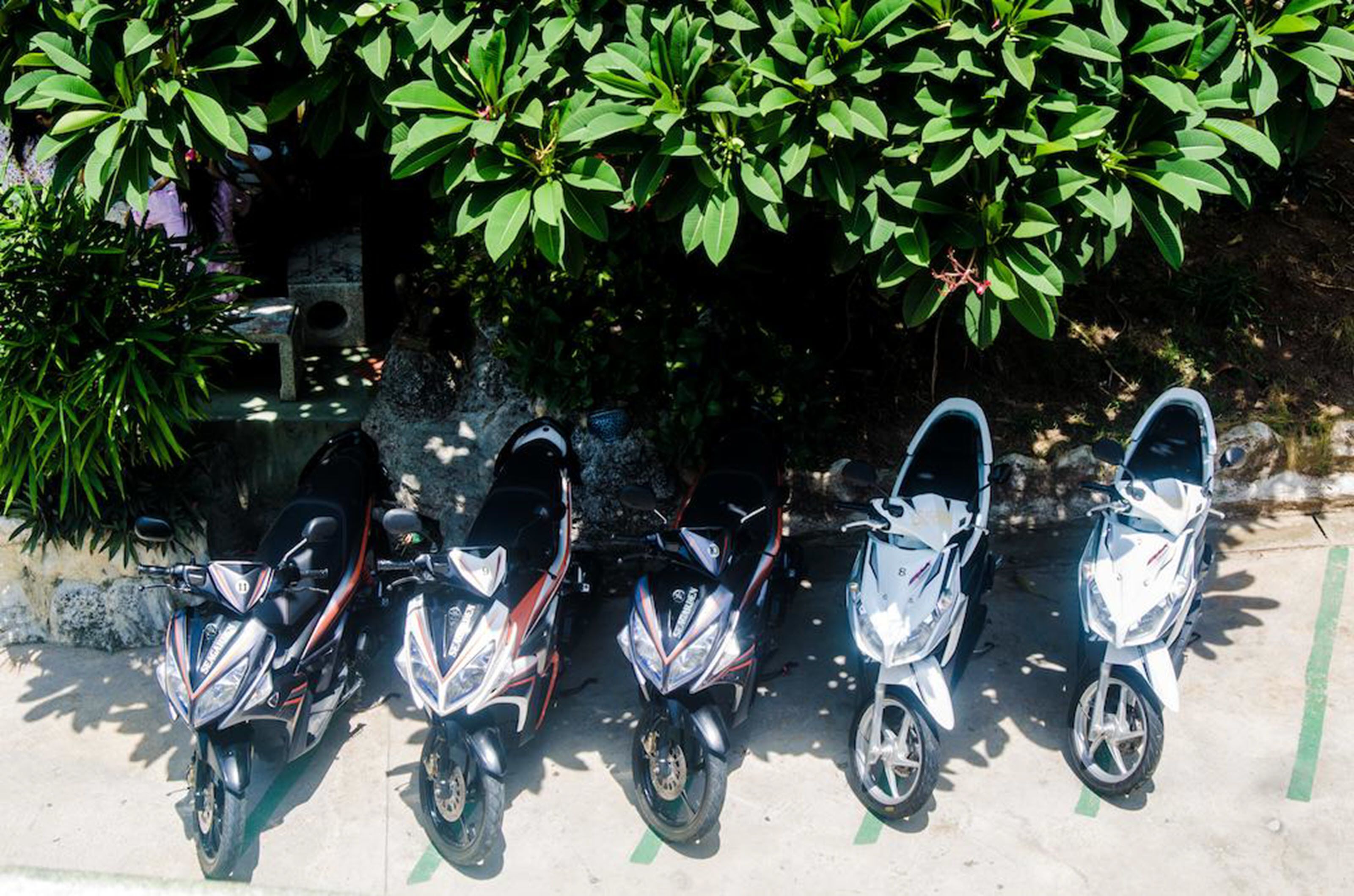 Una fila de scooters estacionados bajo un árbol.
