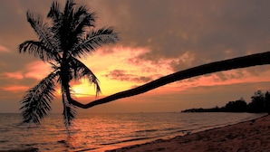 A sunset over a beach with a palm tree silhouetted against the sky. - Palio Home - Hostel (Ko Pha-ngan)
