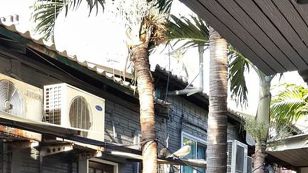 An outdoor pool area with wooden furniture and palm trees. - Palio Home - Hostel (Ko Pha-ngan)