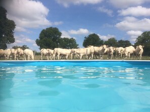 Seasonal outdoor pool, pool umbrellas, pool loungers - Domaine Le Petit Moulin (Saint-Hilaire)