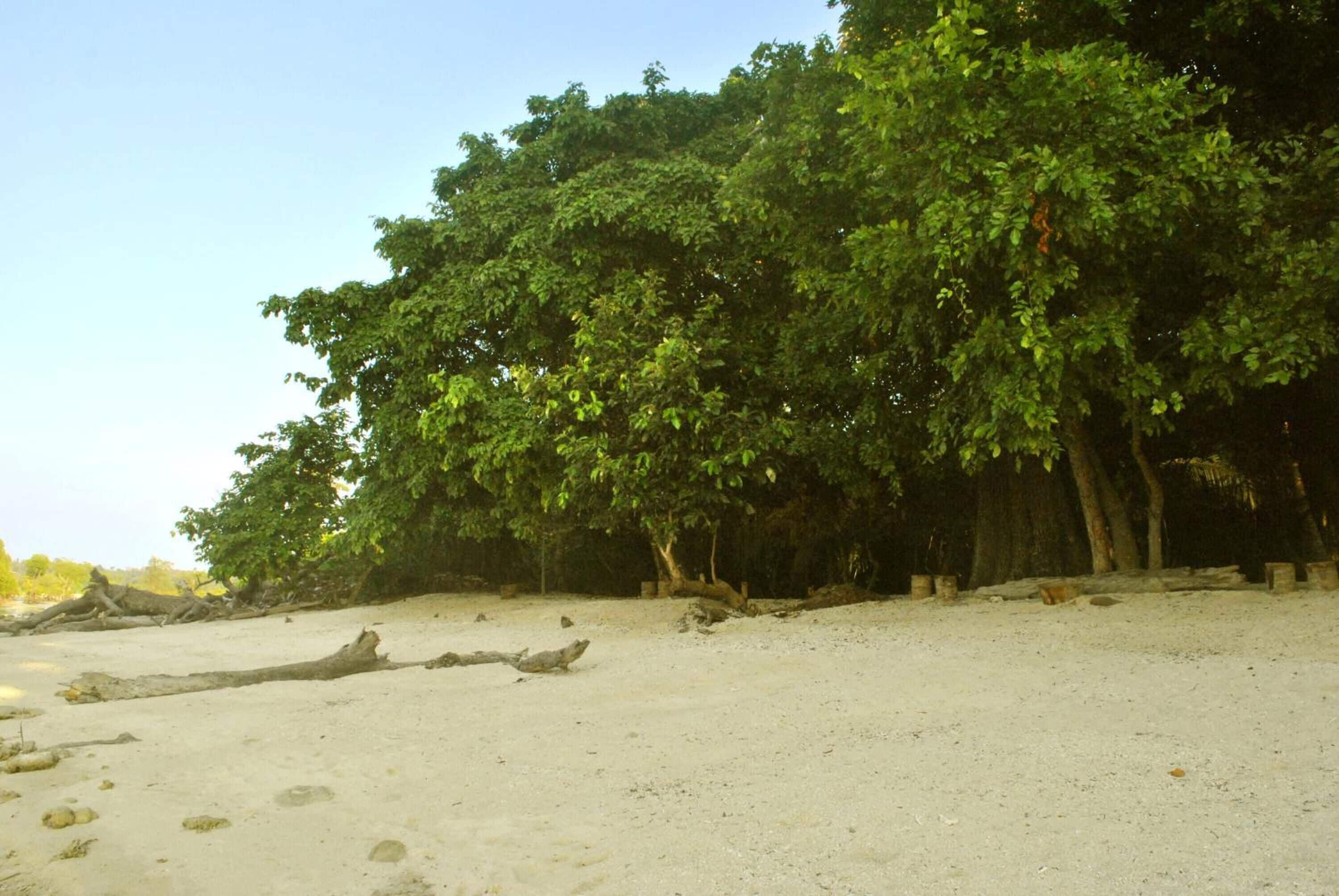 Una playa arenosa con abundante vegetación verde y un tronco de árbol caído.