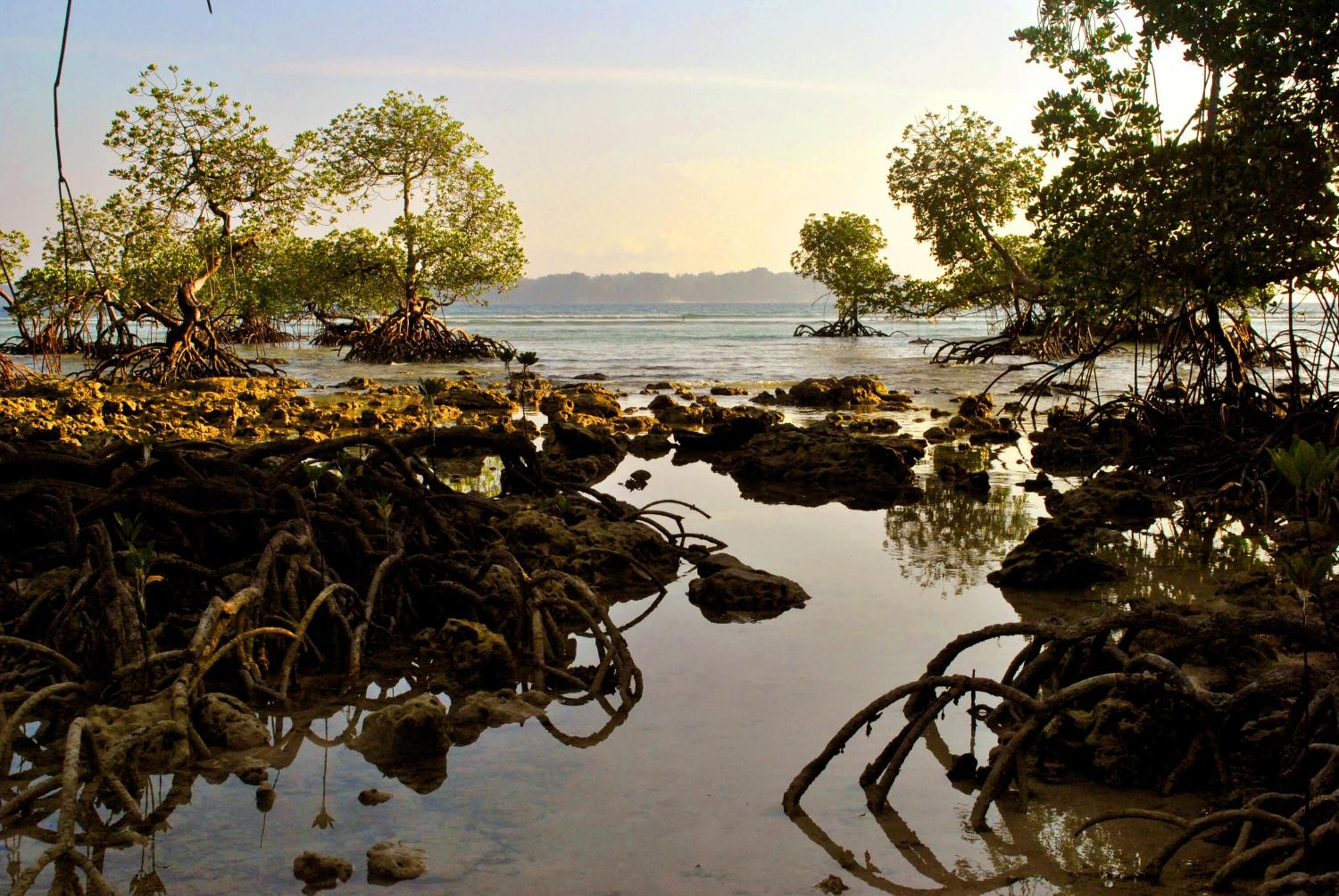 Un bosque de manglares con árboles y raíces que se extienden al agua.