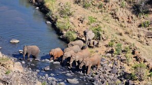 A group of elephants by a river. - Esiweni Luxury Safari Lodge (Ladysmith)