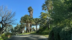 A road flanked by tall palm trees and dense foliage under a clear blue sky.