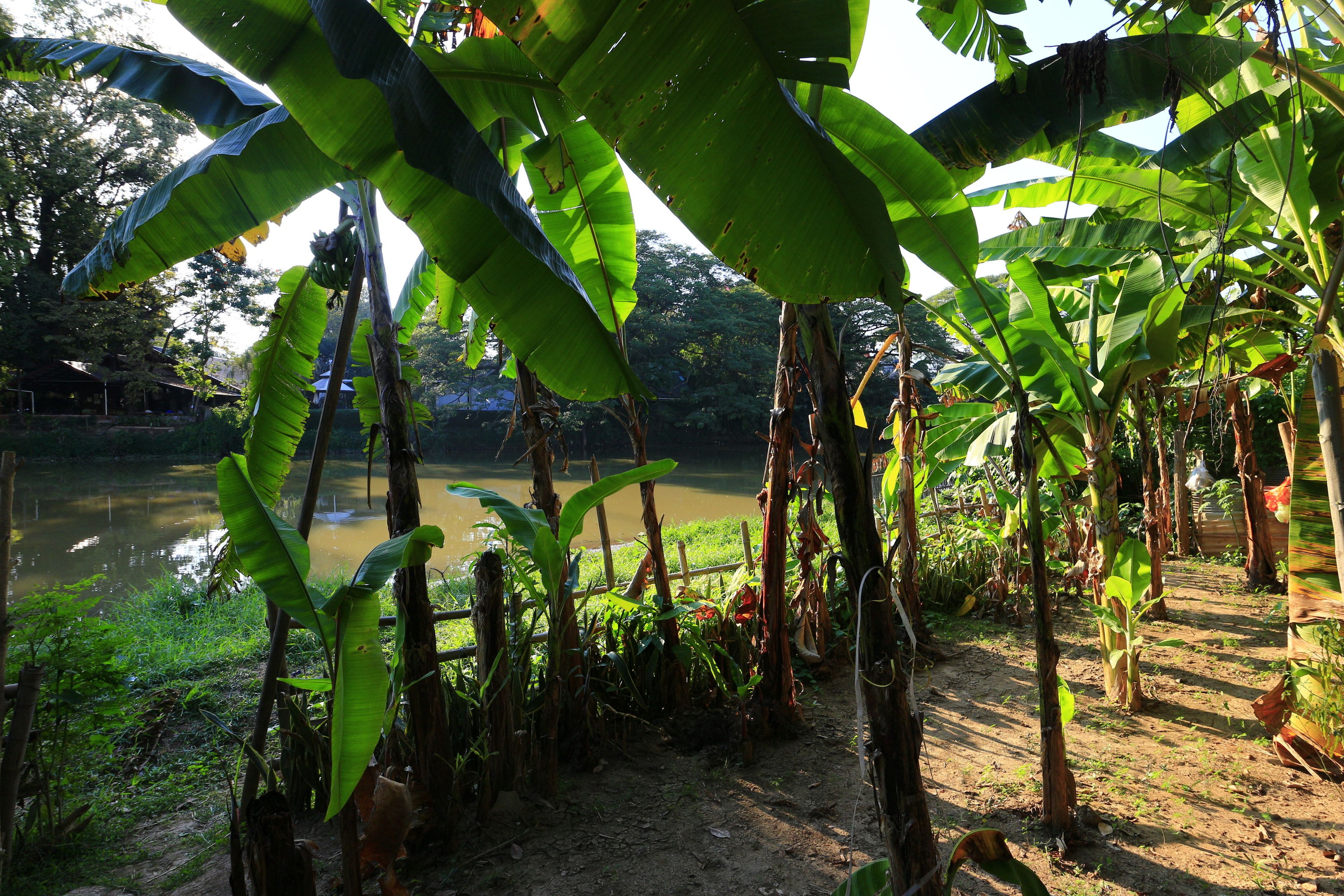 A natural landscape with banana trees and a pond.