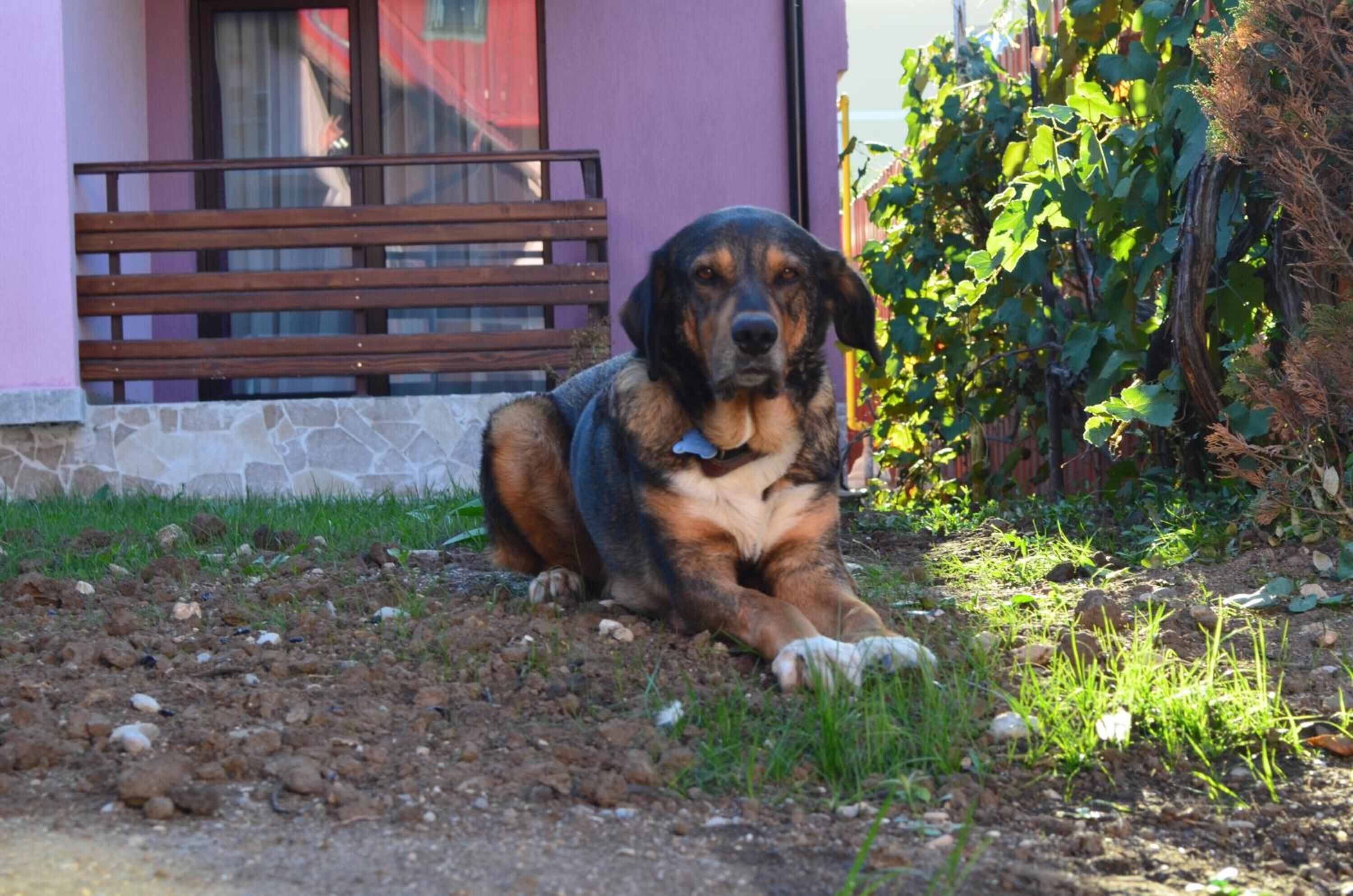 A dog lying on a dirt path next to a building with a stone wall and a wooden bench.