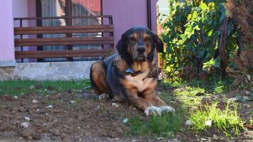 A dog lying on a dirt path next to a building with a stone wall and a wooden bench.