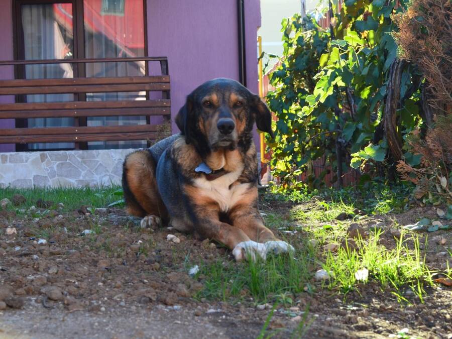 A dog lying on a dirt path next to a building with a stone wall and a wooden bench.