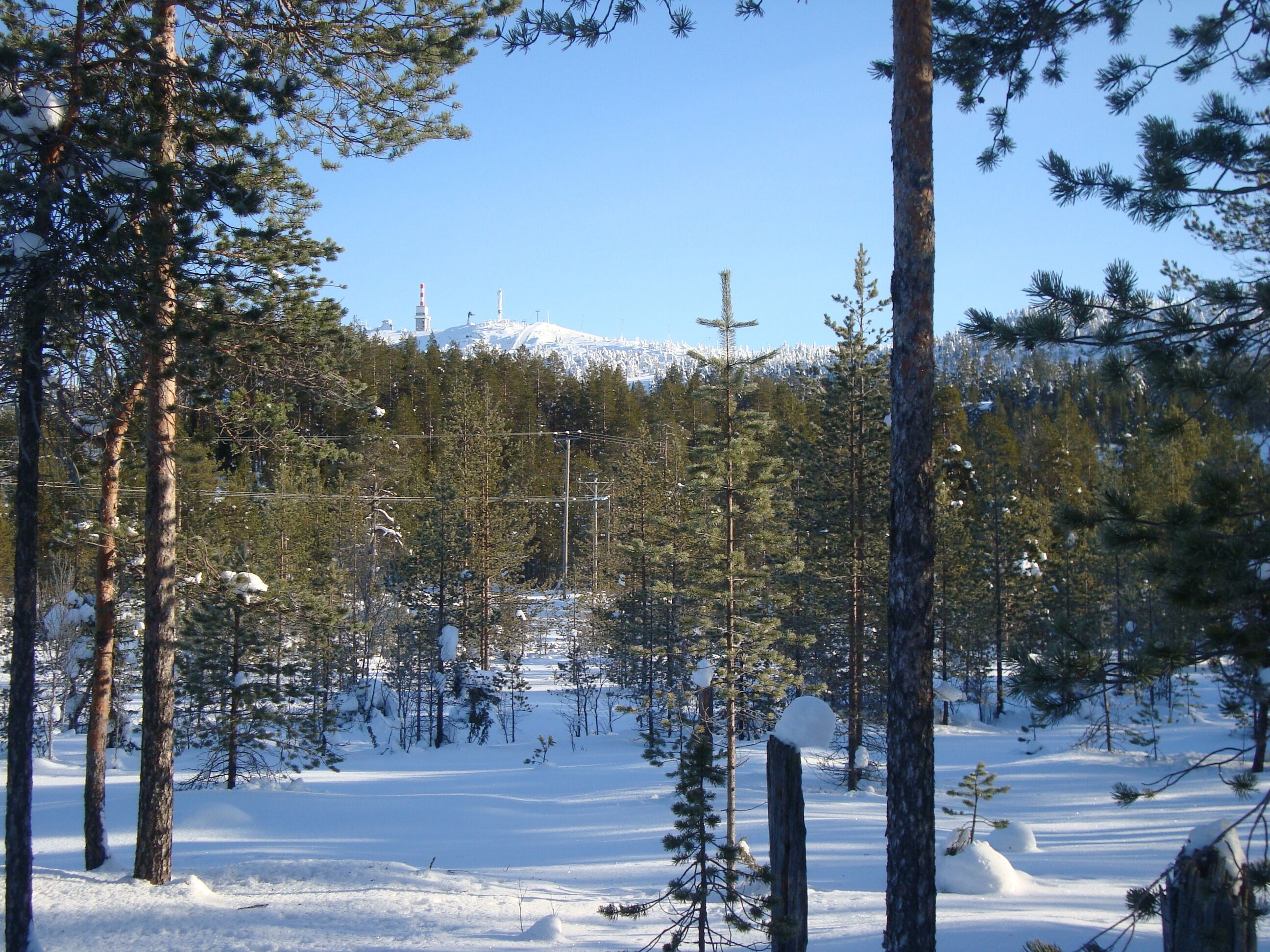 A snowy forest with tall pine trees and a clear sky.