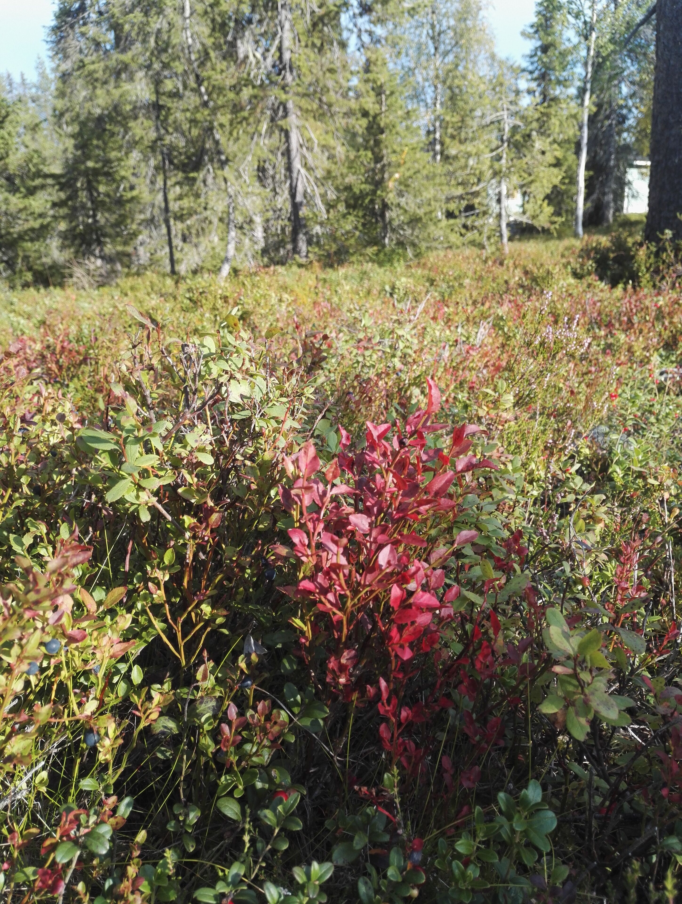 A dense forest with a variety of shrubs and trees.