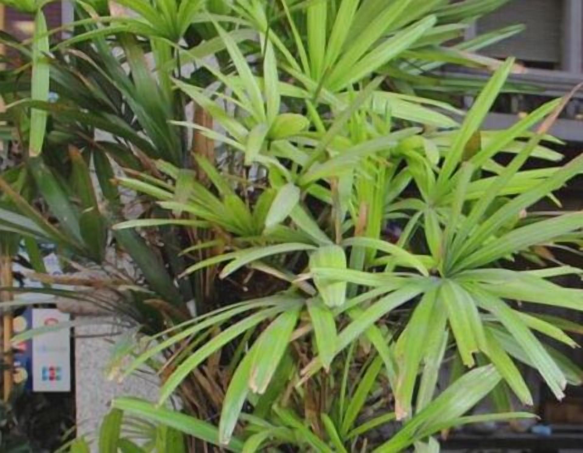 Foto - Hotel Everest