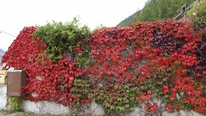 A wall covered with red and green ivy. - Résidence Le Bellevue (Fourneaux)