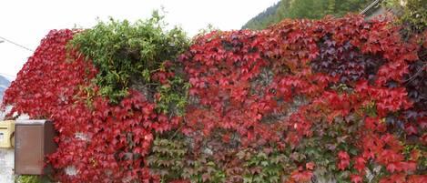Un mur recouvert de lierre rouge et vert.