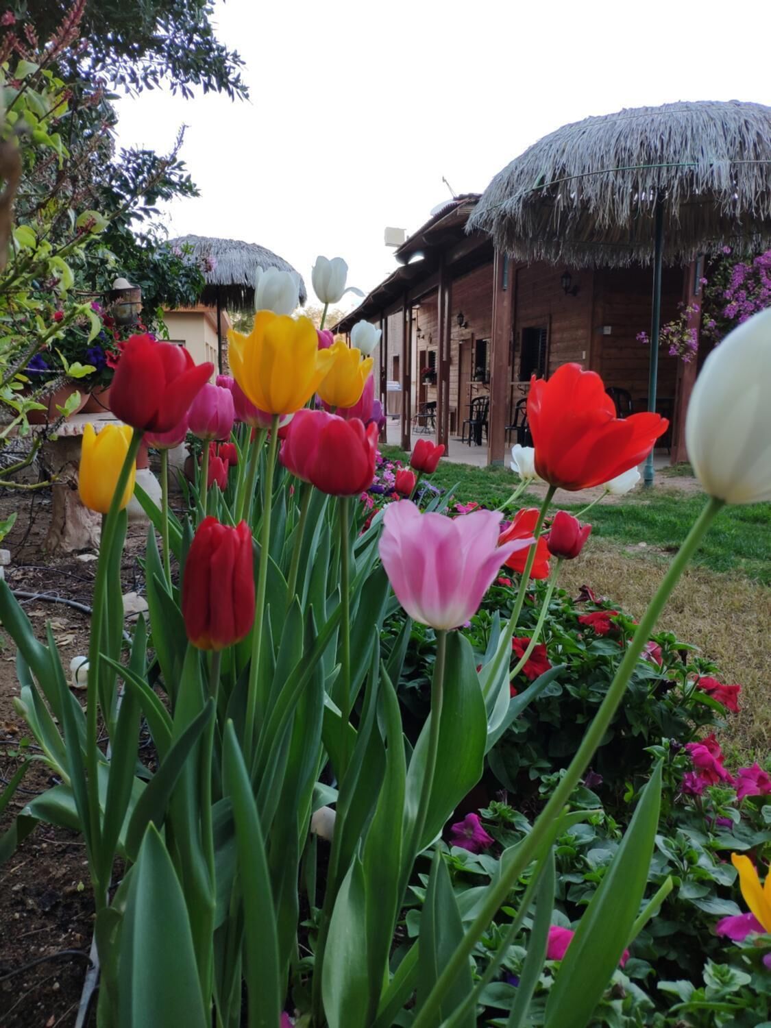 Un jardin avec des tulipes et un bâtiment rustique aux toits de chaume.