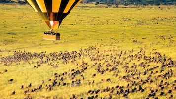 Safari