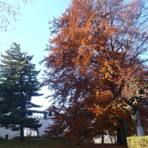 A building with a dome and a large tree with autumn leaves. - Hotel & Caffe Silesia (Frydek-Mistek)