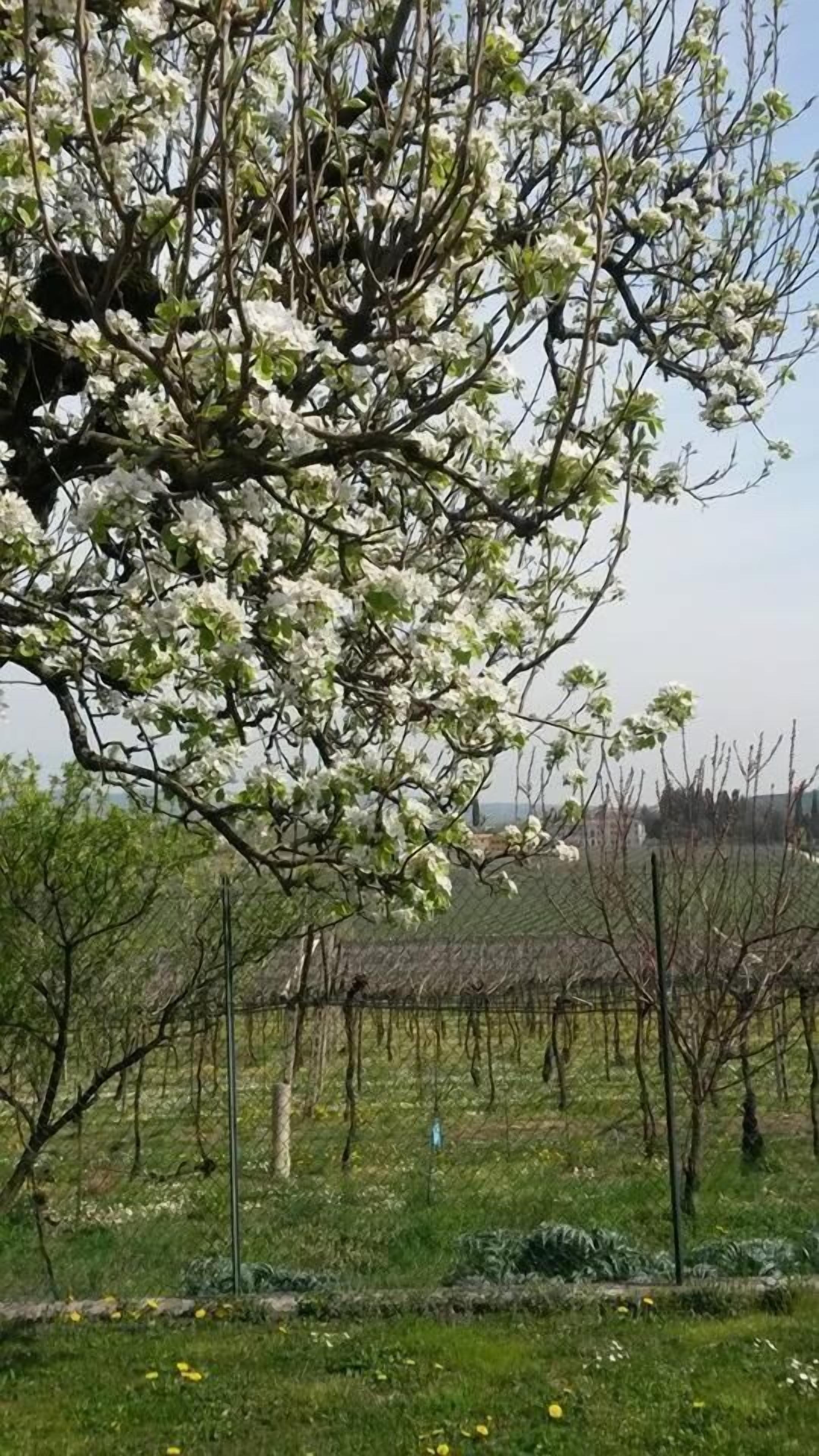 Un árbol con flores blancas en un área ajardinada, con una cerca y césped.