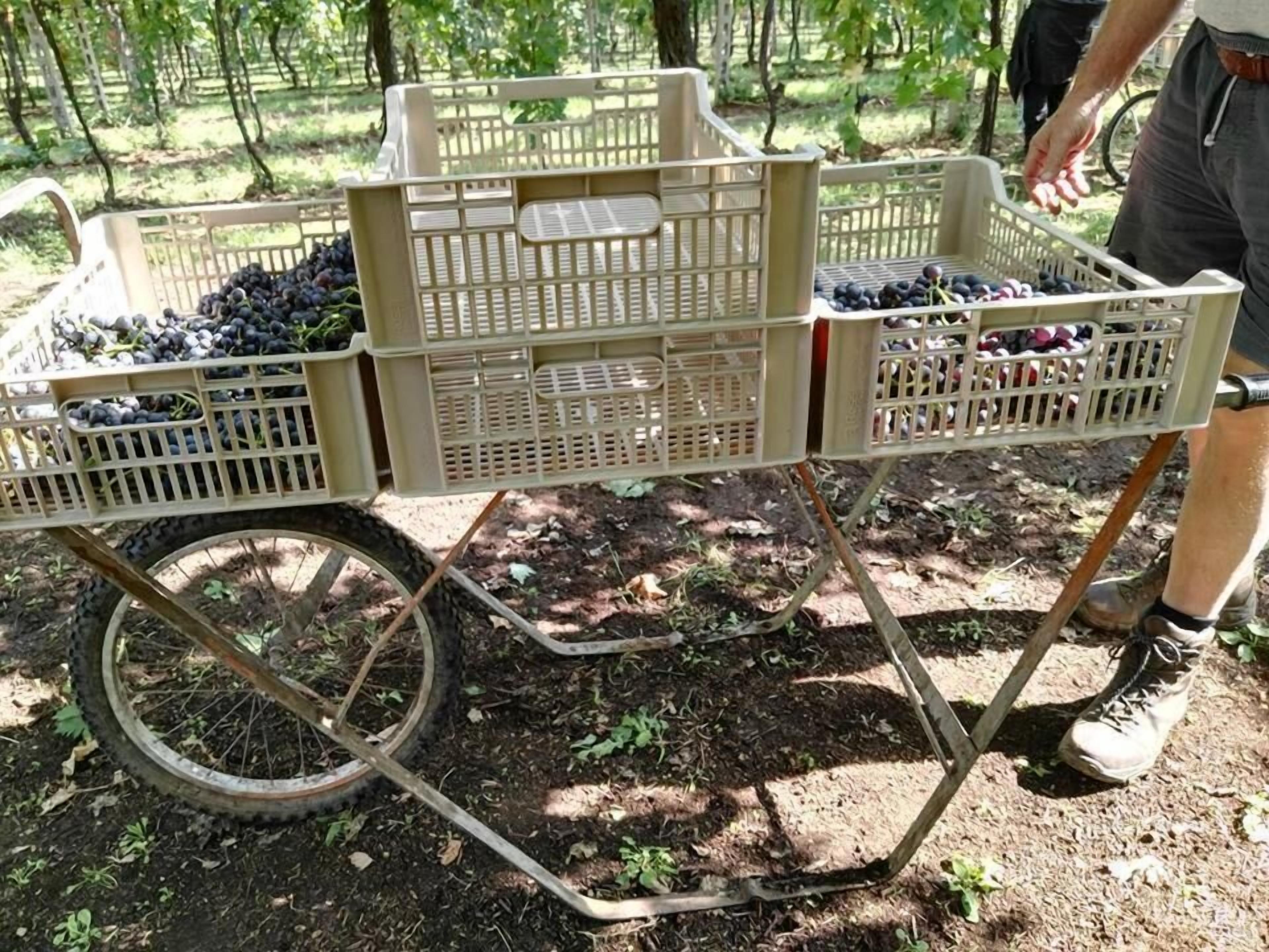 A wheelbarrow with baskets filled with grapes.