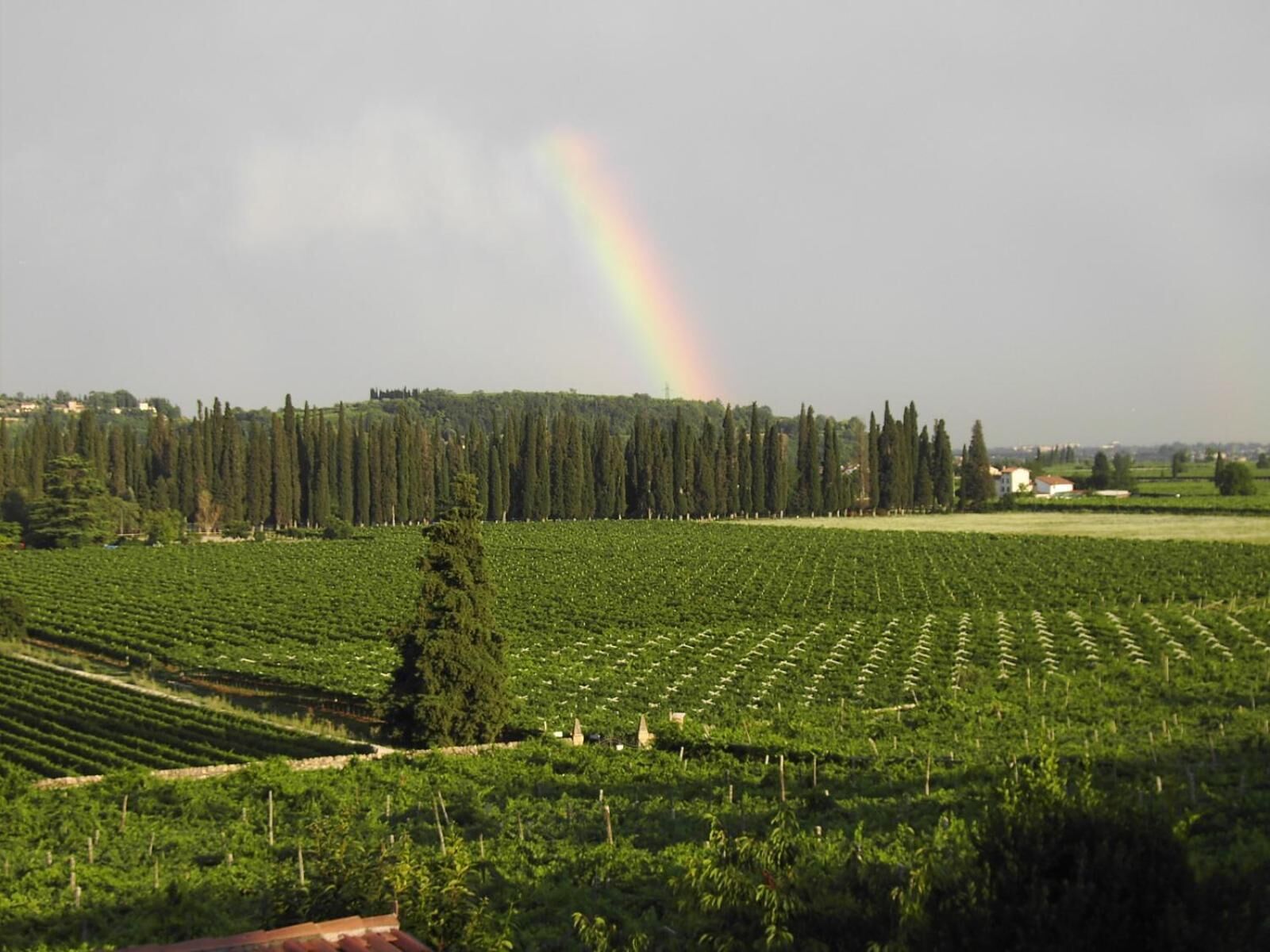Ein Weinberg mit Rebenreihen und einem Regenbogen im Hintergrund.
