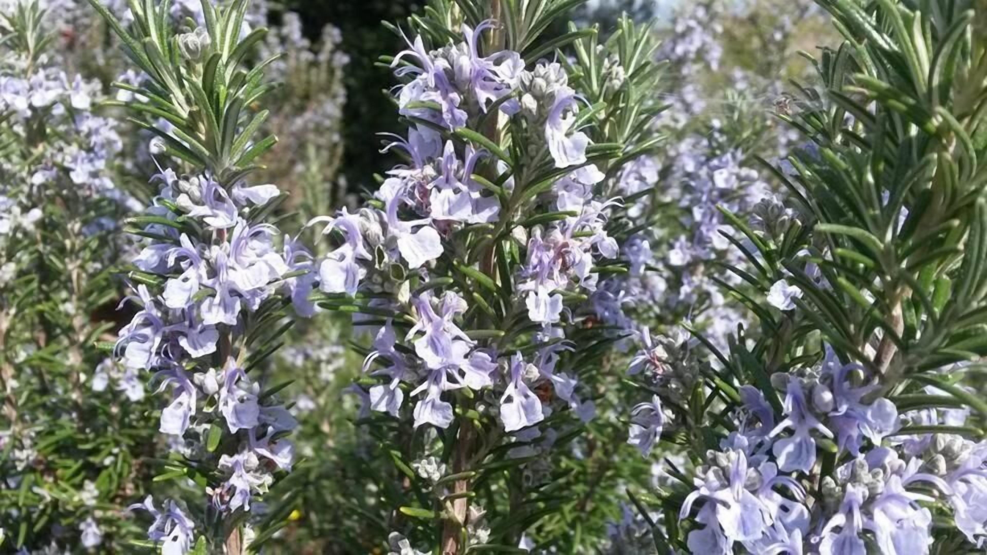 Un denso conjunto de plantas de lavanda con follaje verde.